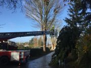 Baum in Stromleitung